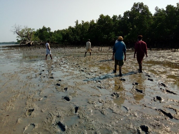Mangroves 2
