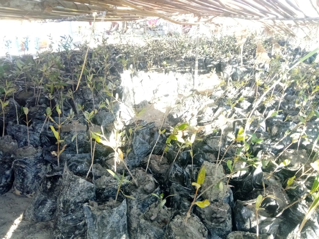 Mangroves 7